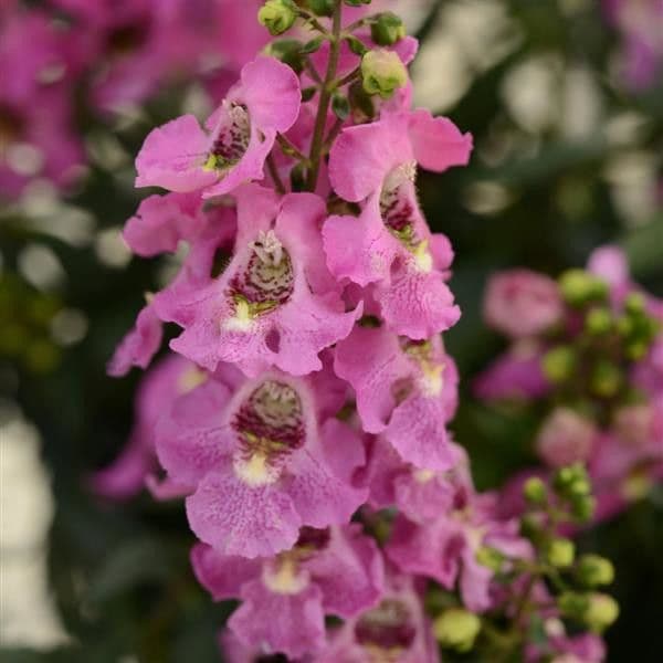 Angelonia Archangel Pink