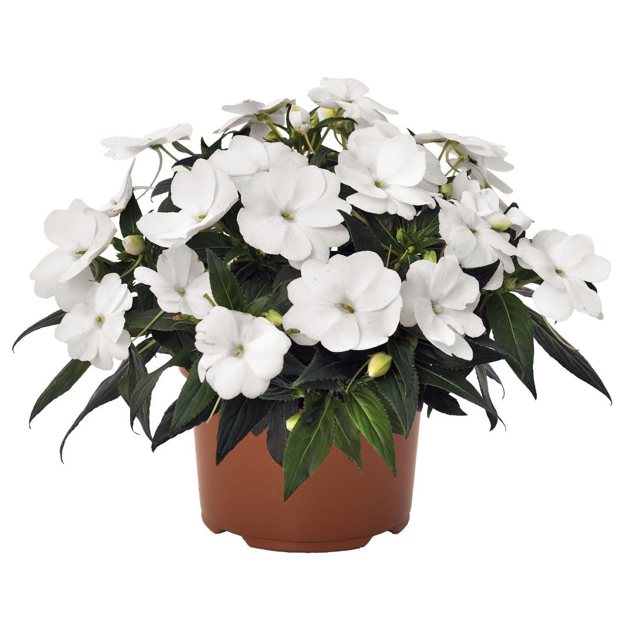 Impatiens NG Petticoat White