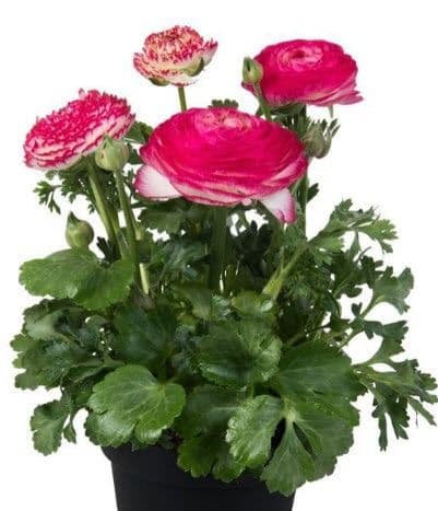 Ranunculus Sprinkles Pink Bicolor