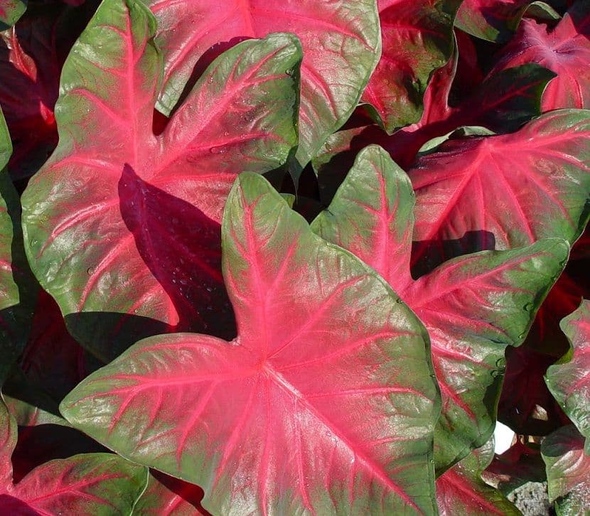 Caladium Royal Flush