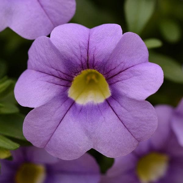 Calibrachoa Cabaret Sky Blue