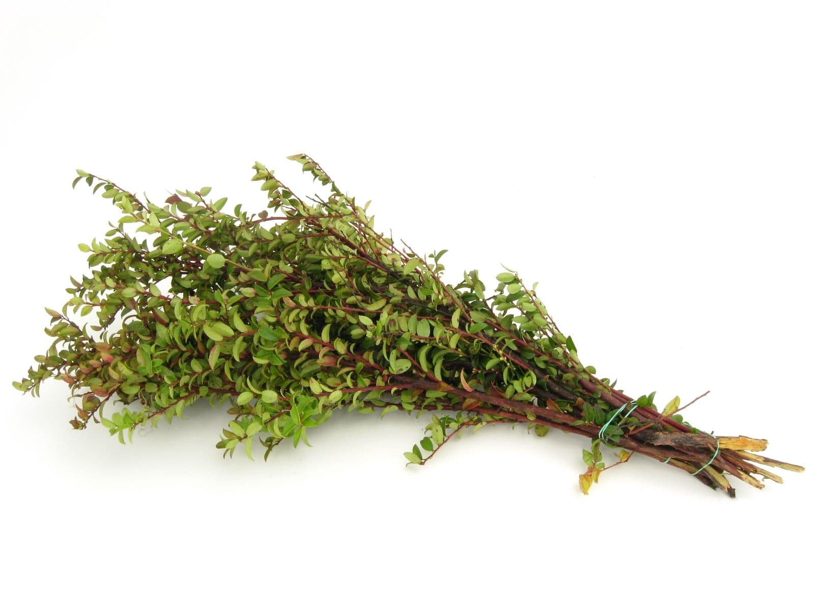 Red Huckleberry Bunch