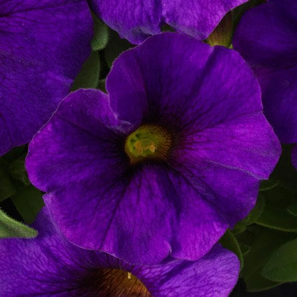 Petchoa Supercal Blue