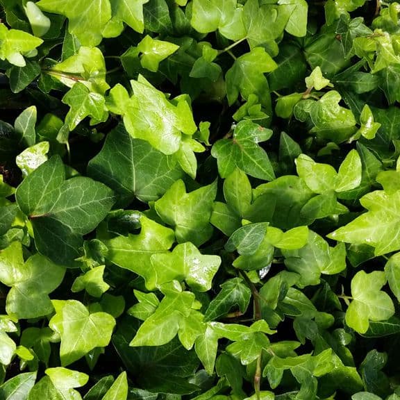 Ivy English Green