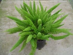 Fern Foxtail