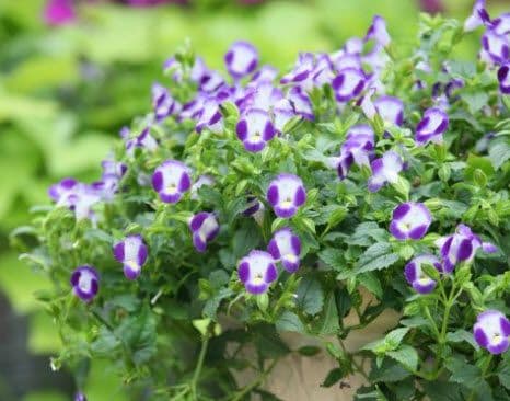 Torenia Summer Wave Bouquet Blue