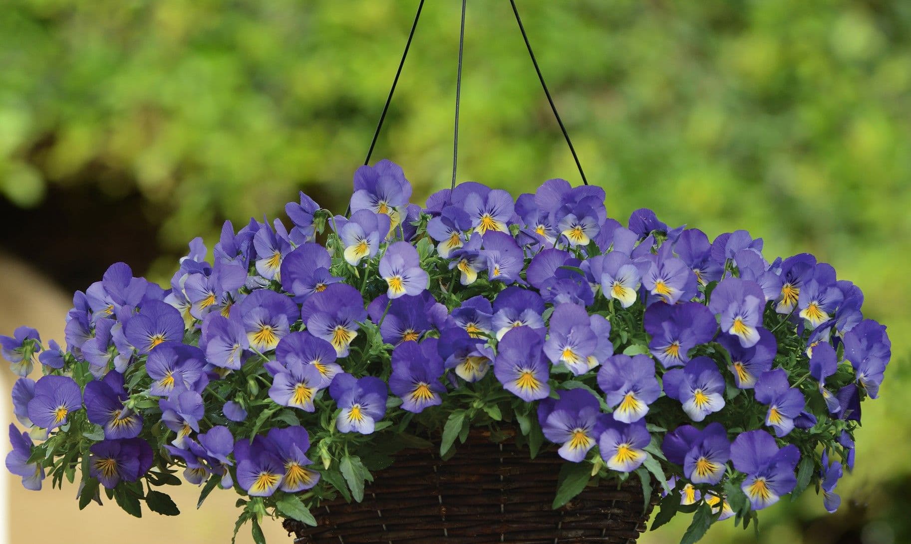 Pansy Cool Wave Blue Skies