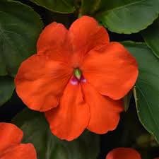 Impatiens Beacon Orange