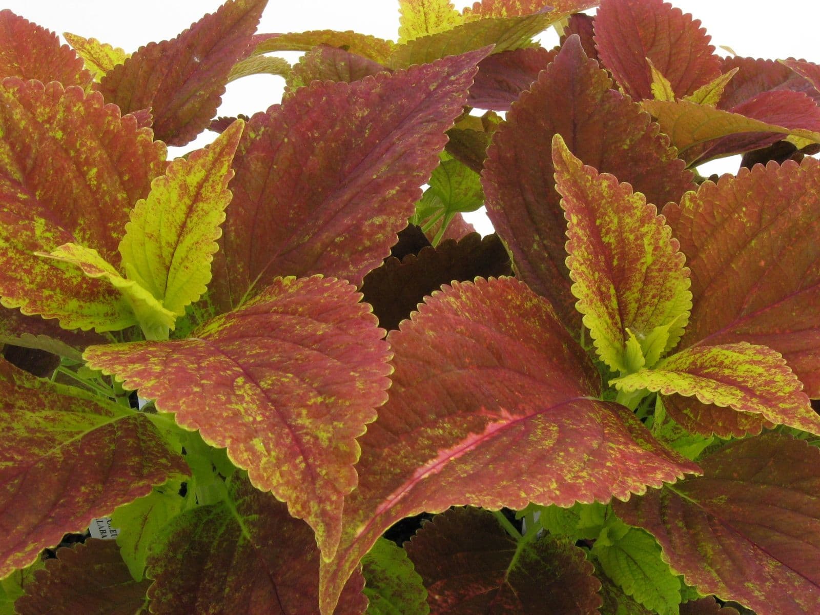 Coleus Alabama Sunset