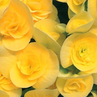 Begonia Rieger Yellow