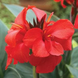 Canna Cannova Green Leaf Scarlet