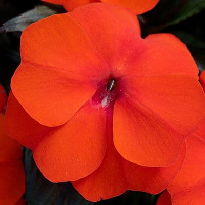 Impatiens NG Super Sonic Flame Orange