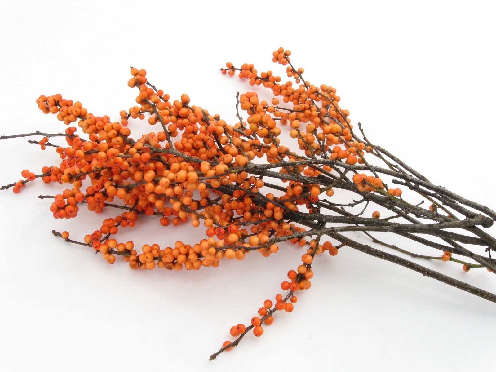 Winterberry Bulk 10 lb Orange 18-24"