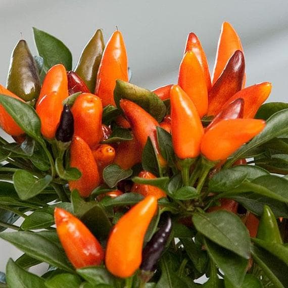 Pepper Acapulco Orange