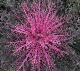 Kale Peacock Red