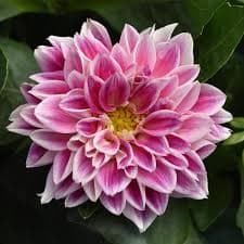 Dahlietta Louise Pink