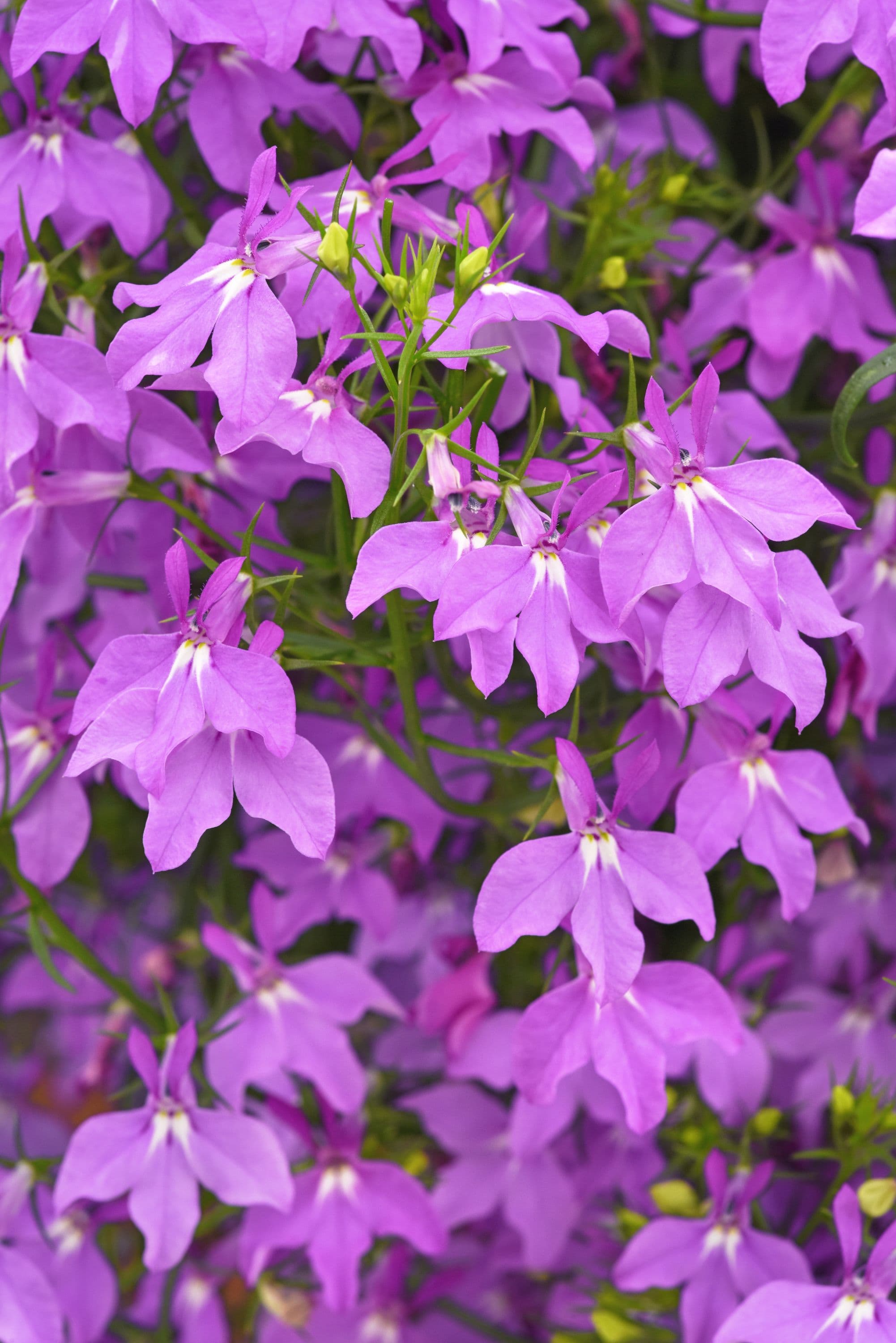 Lobelia Heatopia Magenta