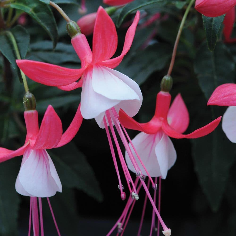 Fuchsia Bella Evita