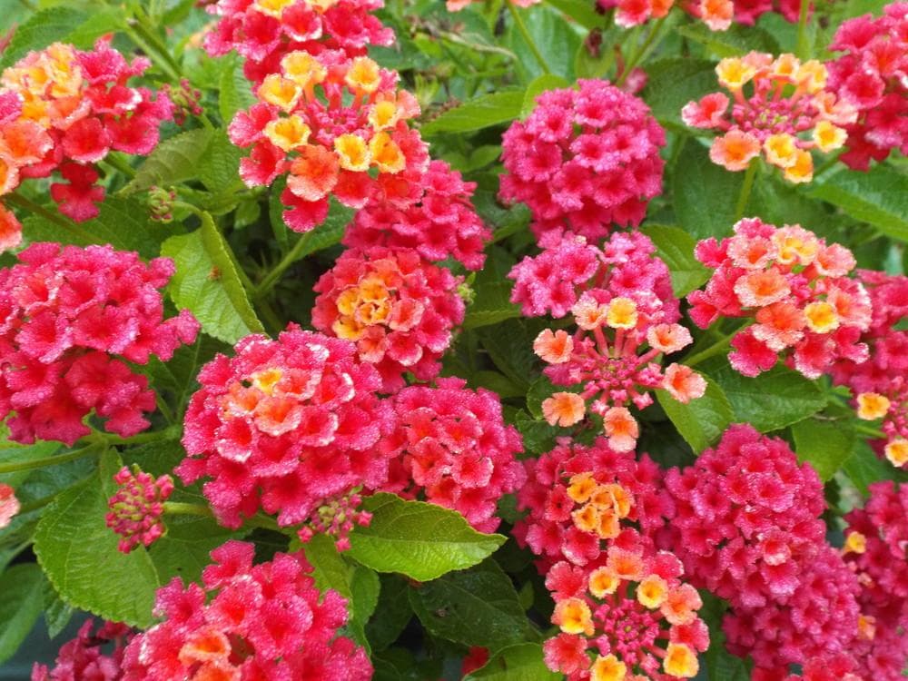Lantana Bandana Cherry Sunrise