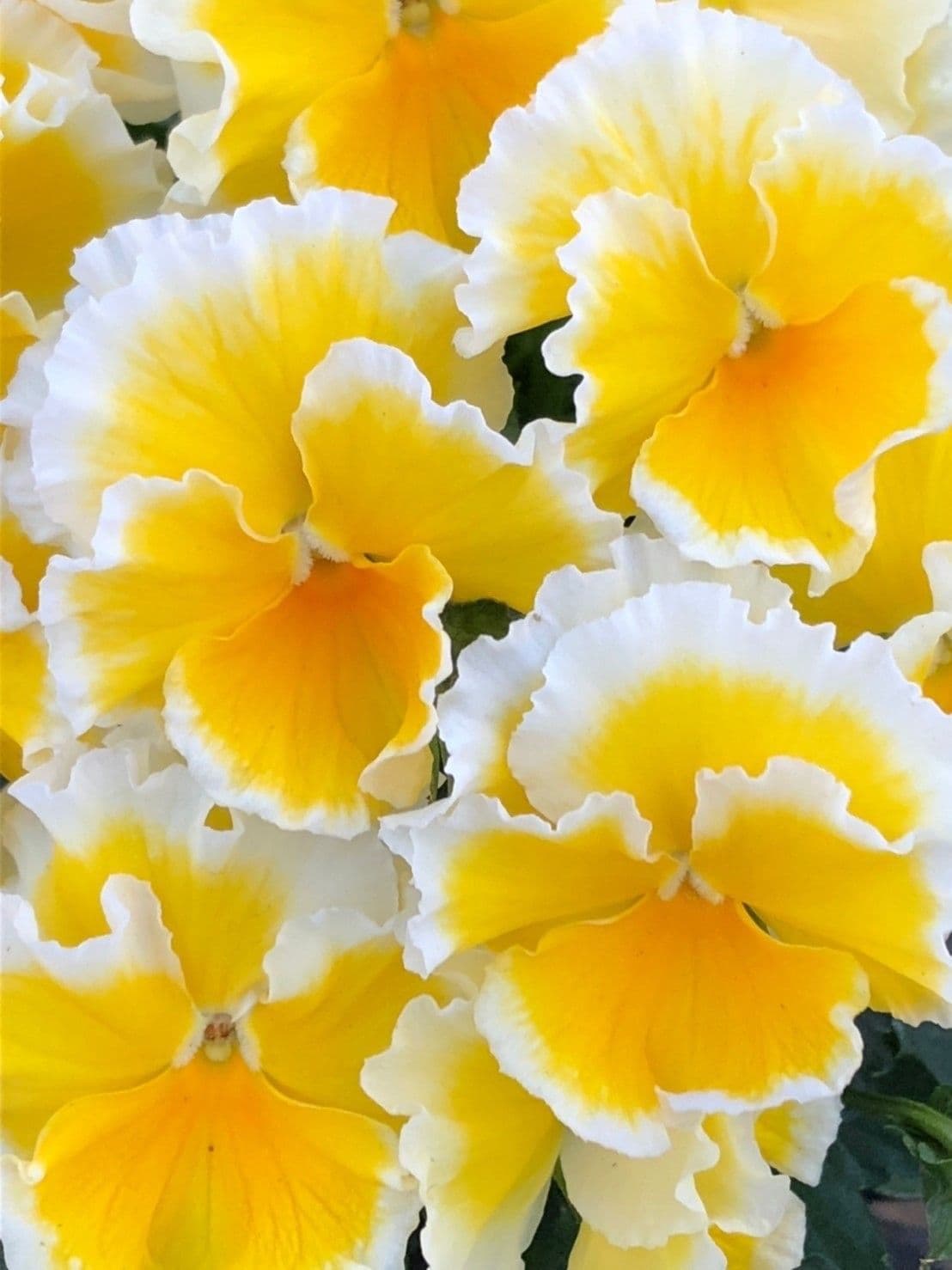 Viola Sunshine