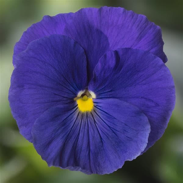 Pansy Delta Pro True Blue Clear