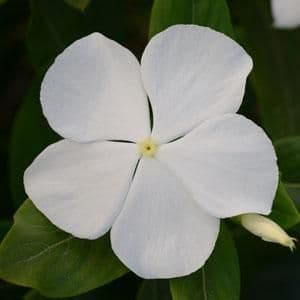 Vinca Cora XDR White