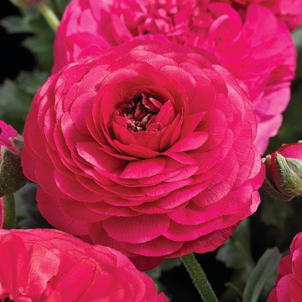 Ranunculus Sprinkles Pink