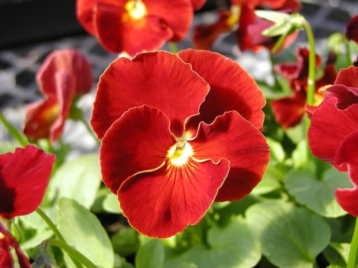 Pansy Delta Pure Red