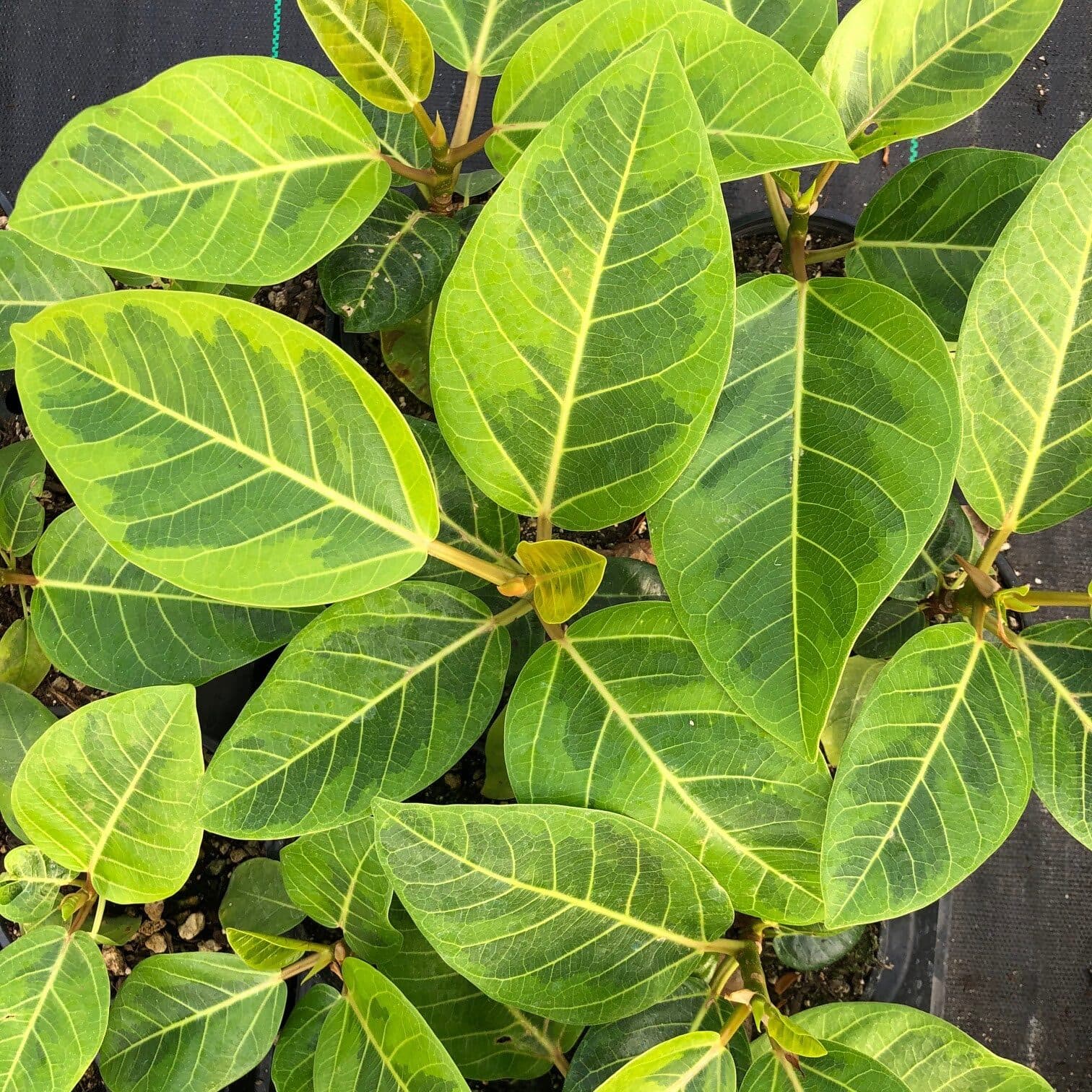 Ficus Altissima