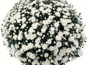 Mum White