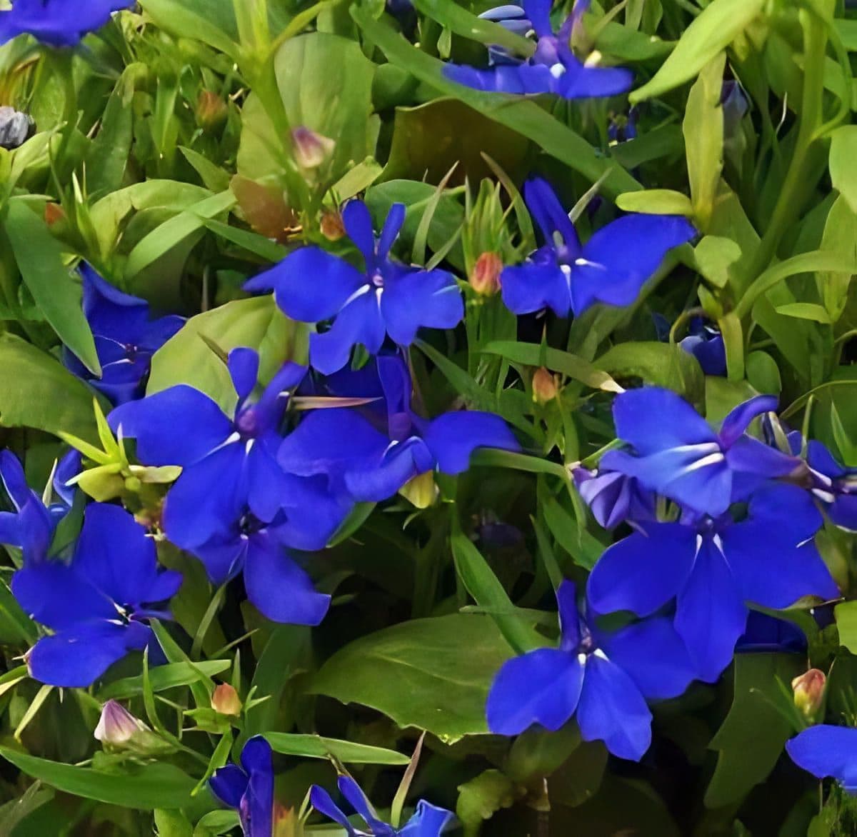 Lobelia Riviera Midnight Blue