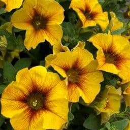Petchoa SuperCal Premium Caramel Yellow