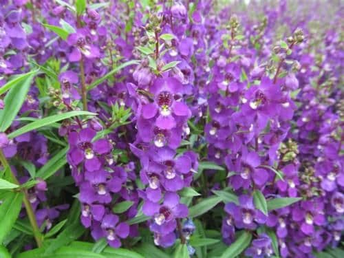 Angelonia Serenita Purple