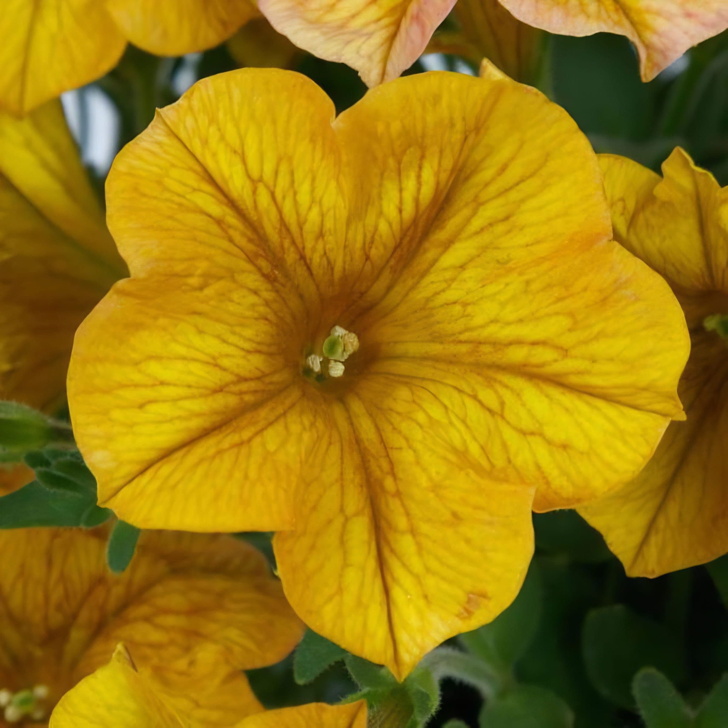 Petchoa SuperCal Premium Yellow Sun