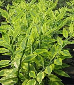 Pedilanthus Tith Variegated