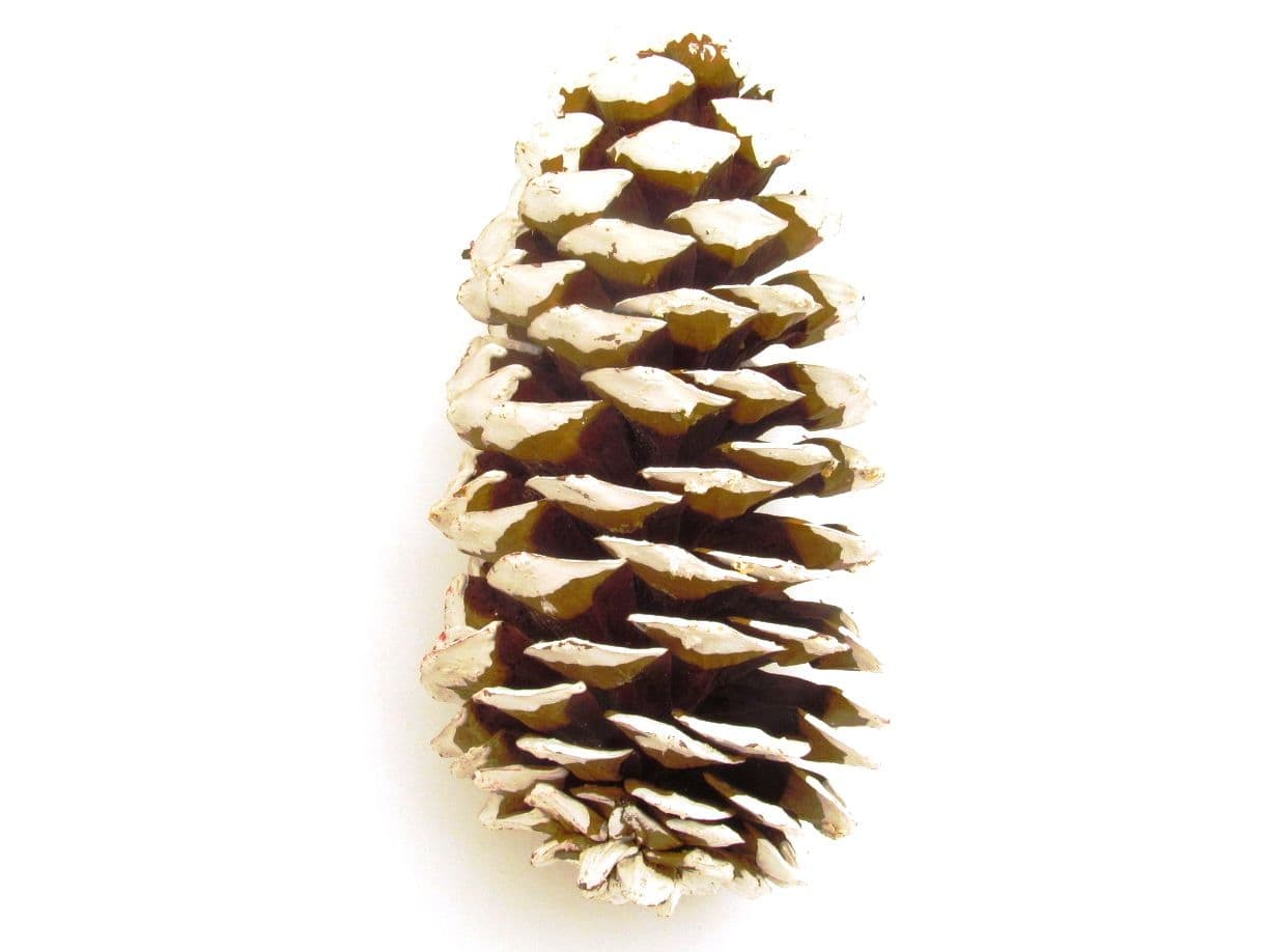 Pine Cone Sugar White 24" Stem