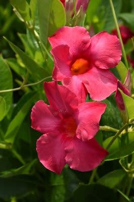 Mandevilla Teepee Tropical Breeze Raspberry Kiss