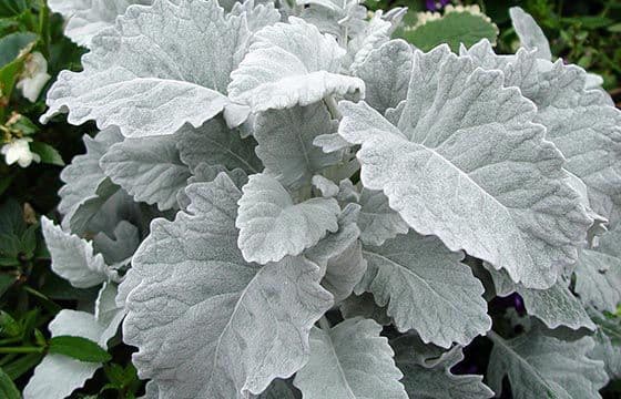 Dusty Miller Cirrus