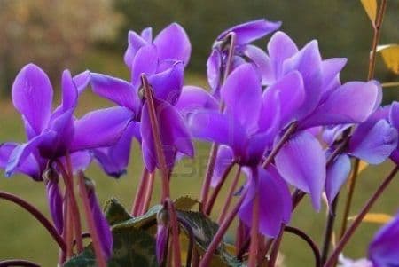 Cyclamen Purple/Lavender