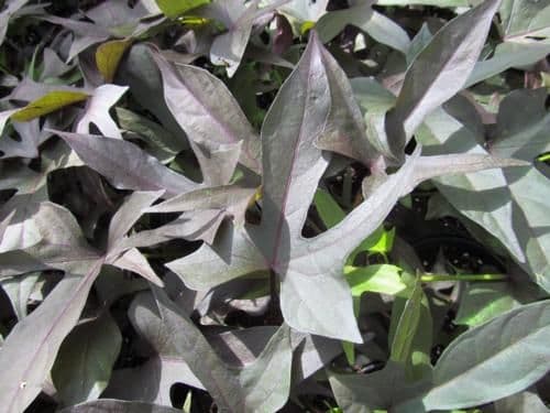 Ipomoea Blackie