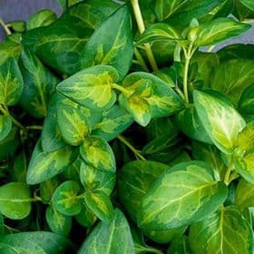 Vinca Vine Maculata Green/Gold