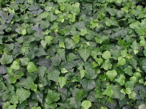 Ivy Algerian Green