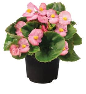 Begonia Super Olympia Pink