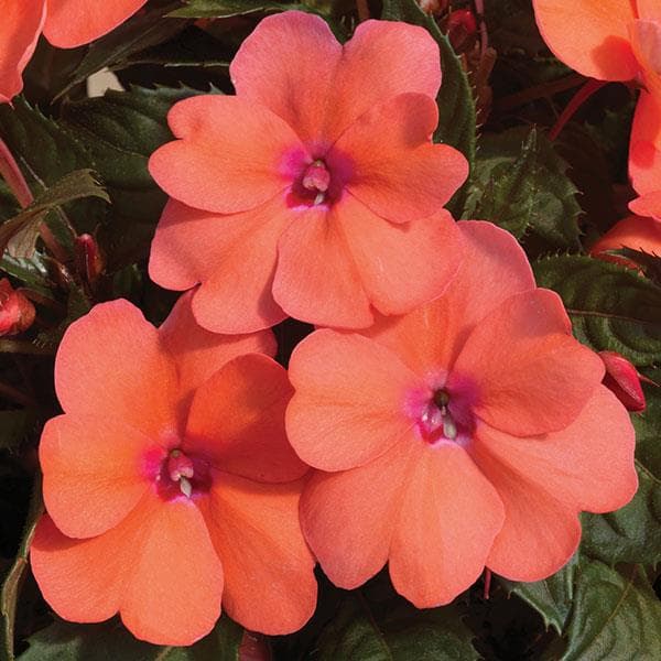 Impatiens Sun Comp Coral Pink