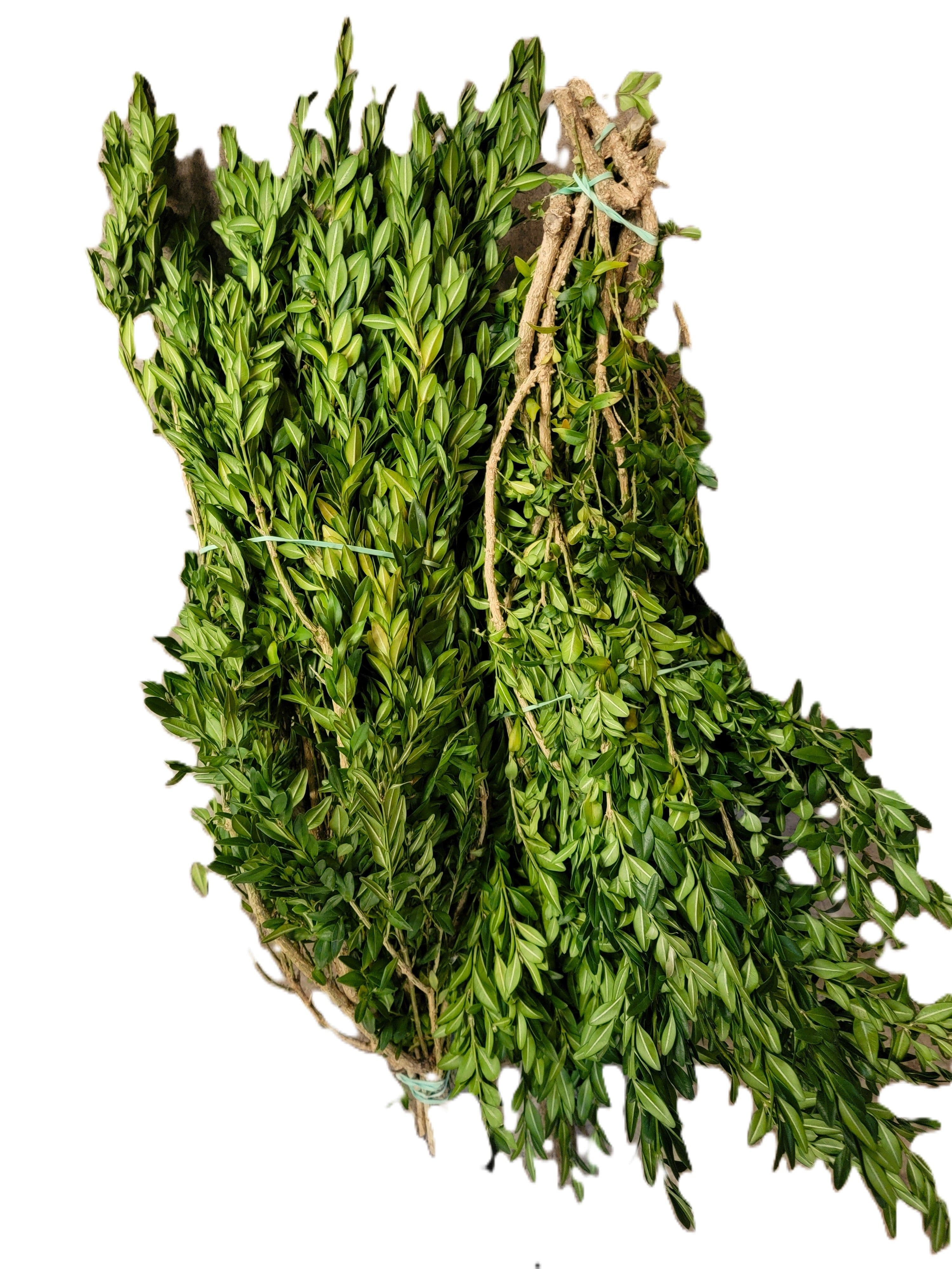 Boxwood Pacific NW