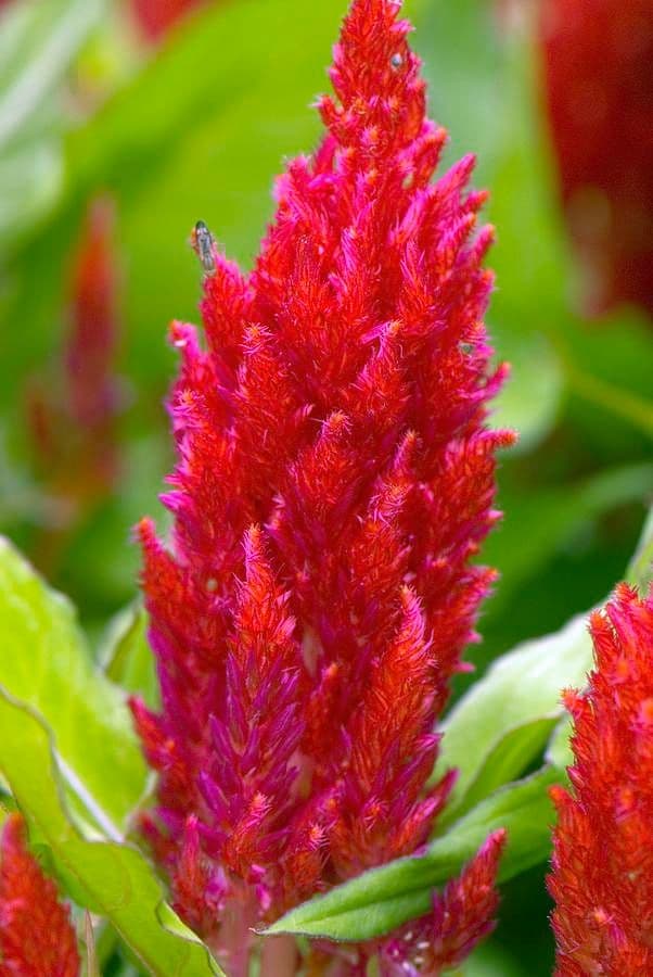 Celosia Fresh Look Red