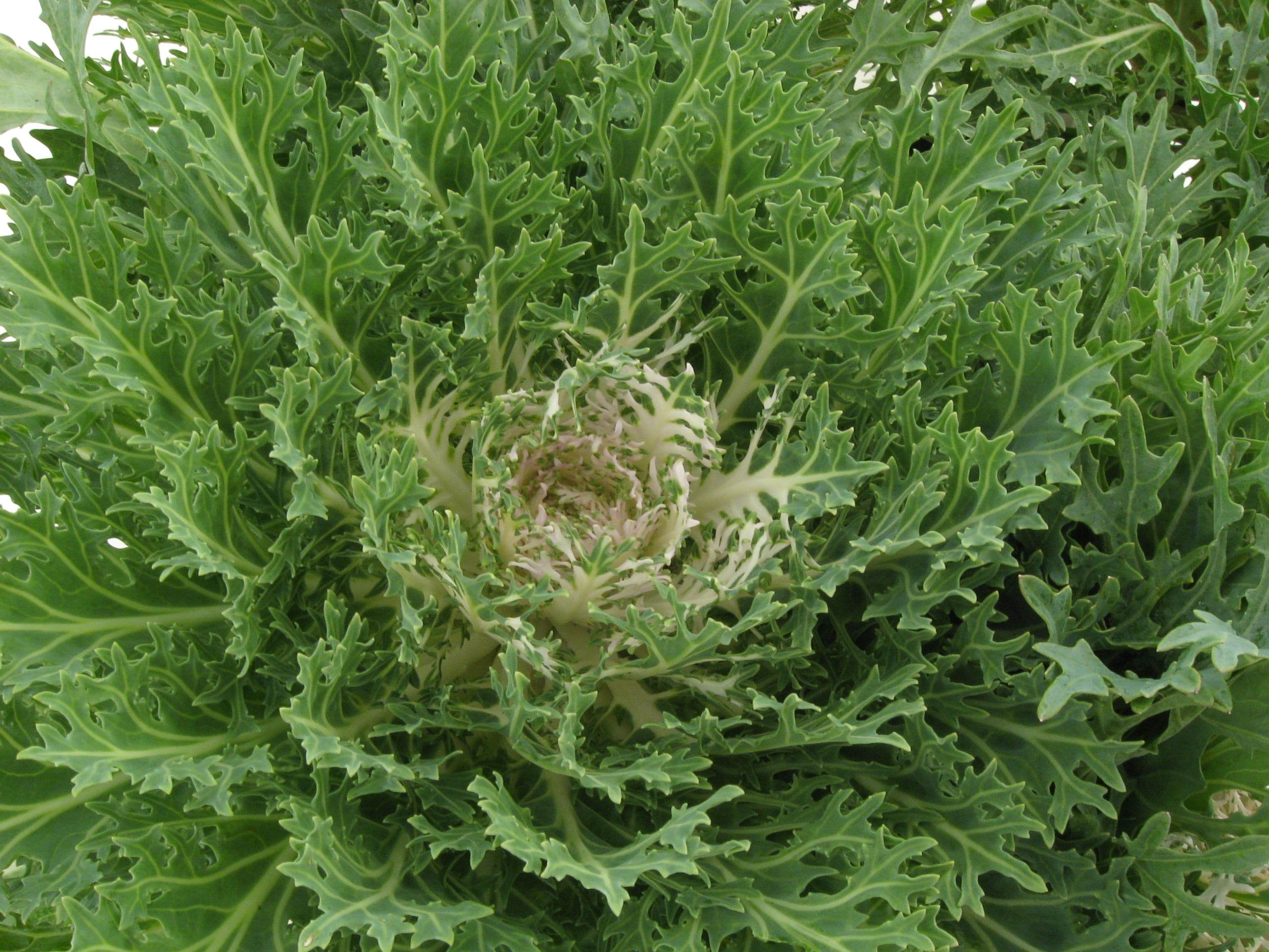 Kale Peacock White