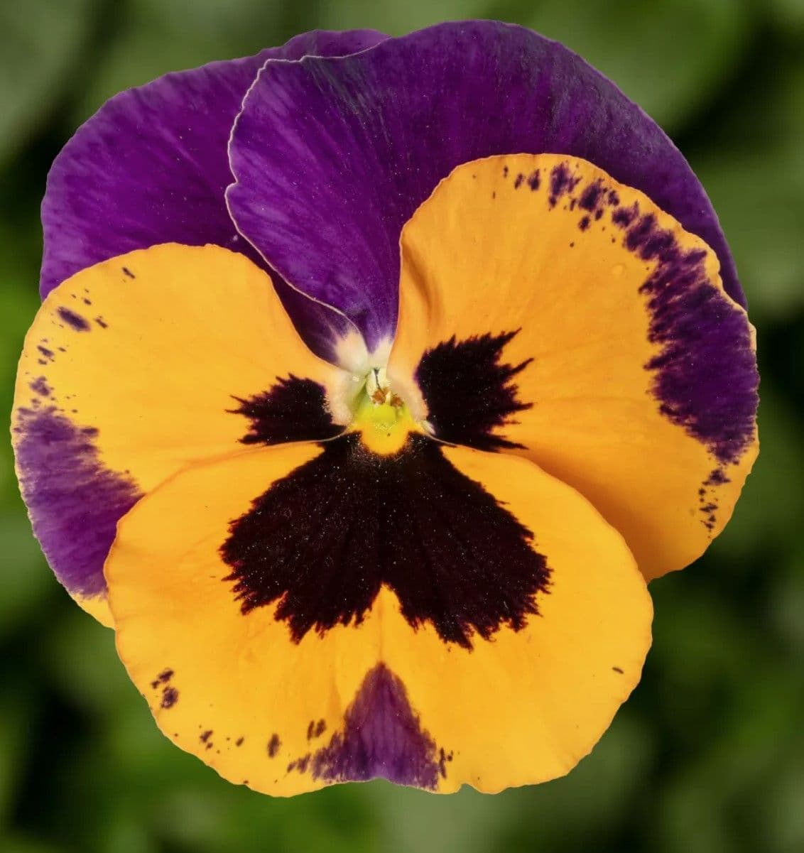 Pansy Select Orange Purple Wing