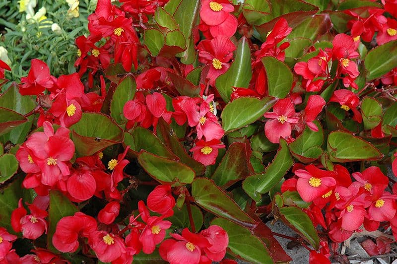 Begonia Big Red w/ Green Leaf