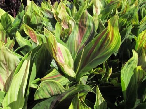 Cordyline Exotica Tricolor
